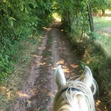 la tête d'un cheval à robe grise vue de dos et dans le fond un chemin dans la forêt