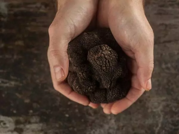 deux mains en forme de coupe tiennent dans leur creux une truffe d'un très joli gabarit. il s'agit d'une truffe noire du quercy en occitanie
